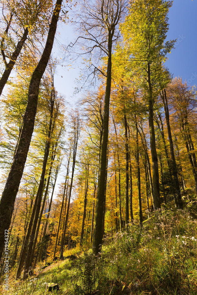 Forêt en automne