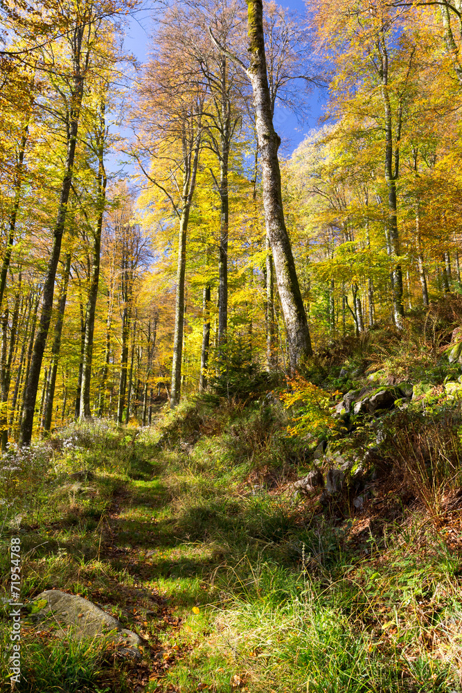 Fototapeta premium Forêt en automne