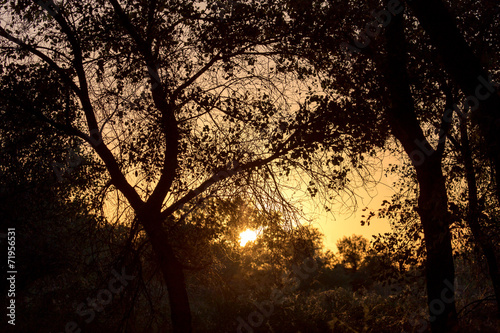 a beautiful sunset on a background of trees