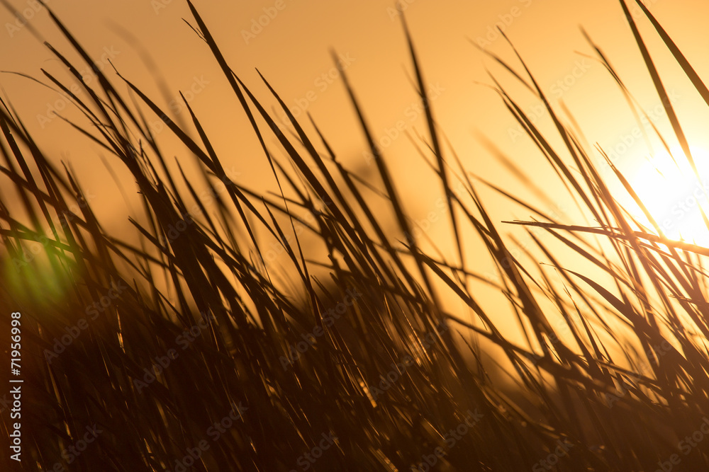 sunset in the reeds on the nature sunset in the reeds on the nature