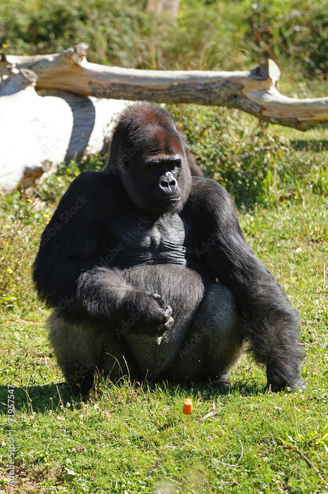 Gorille des plaines mâle adulte ou dos argenté assis