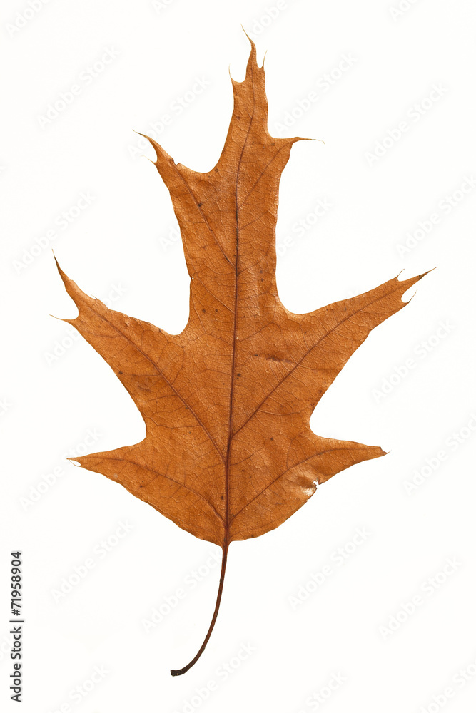 Naklejka premium leaf isolated on white background