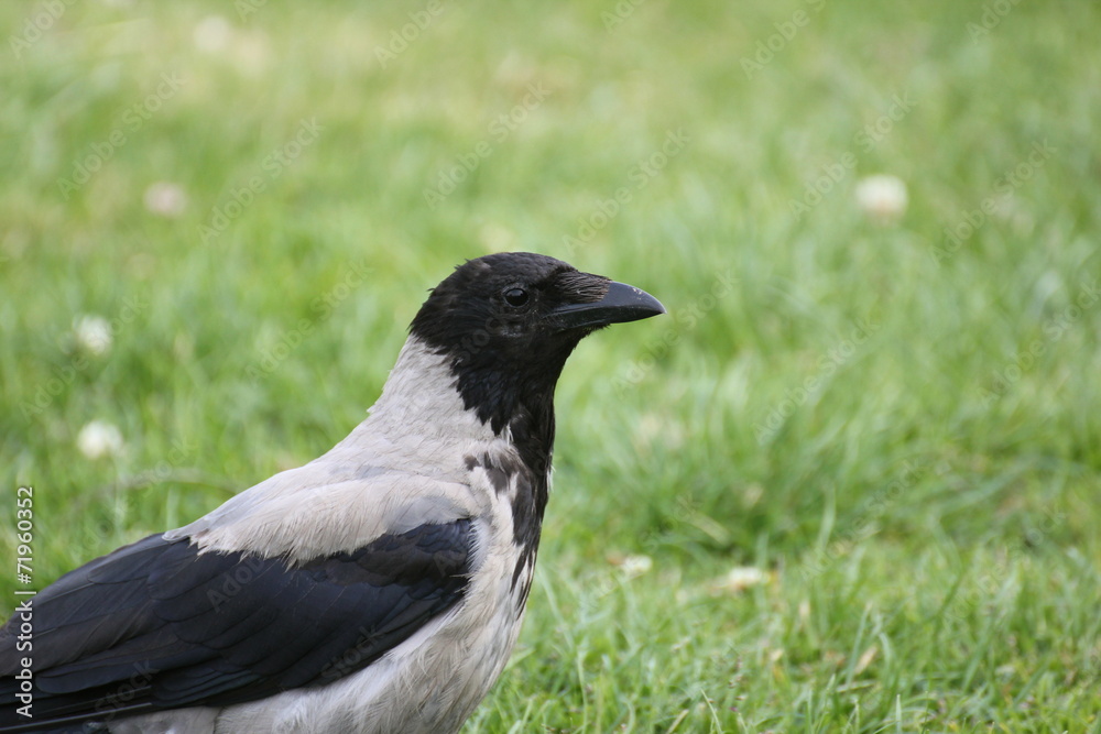 Fototapeta premium Hooded crow (Corvus cornix) close-up