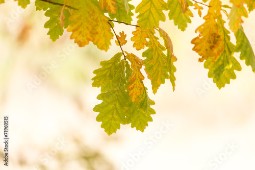 autumn leaves on a tree in nature