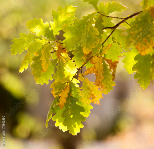 autumn leaves on a tree in nature