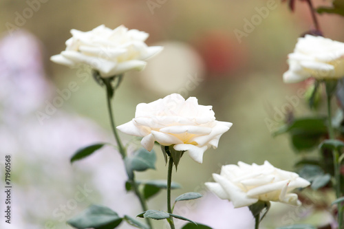 white rose in nature