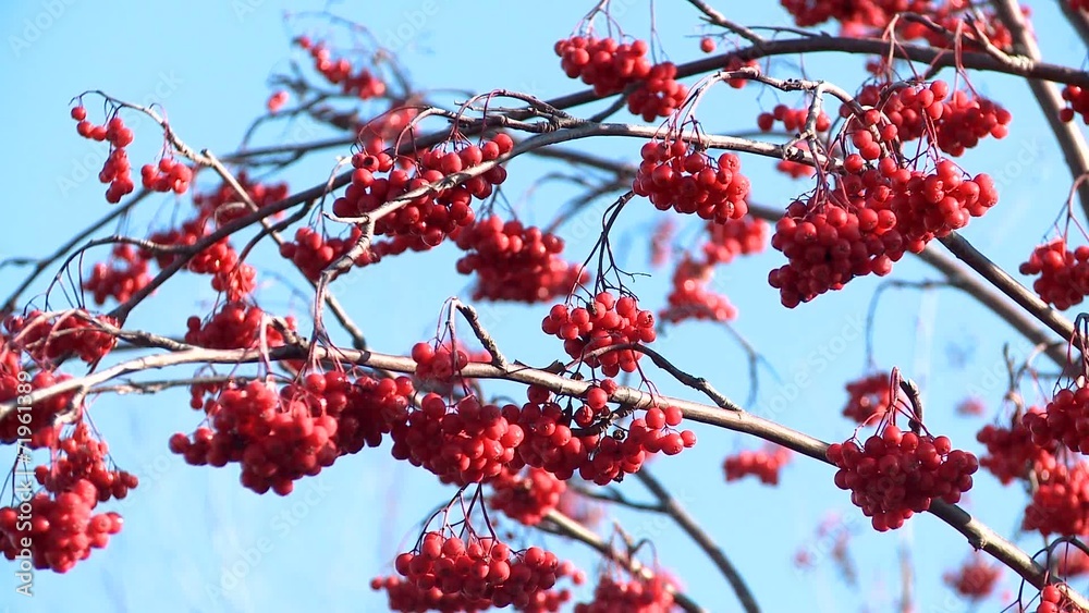 Rowan berries frozen