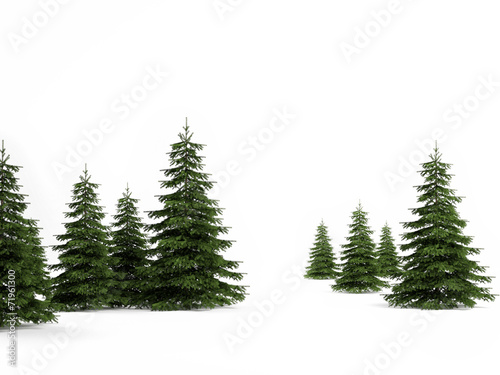 PIne Christmas trees on white backbround © nikolarakic
