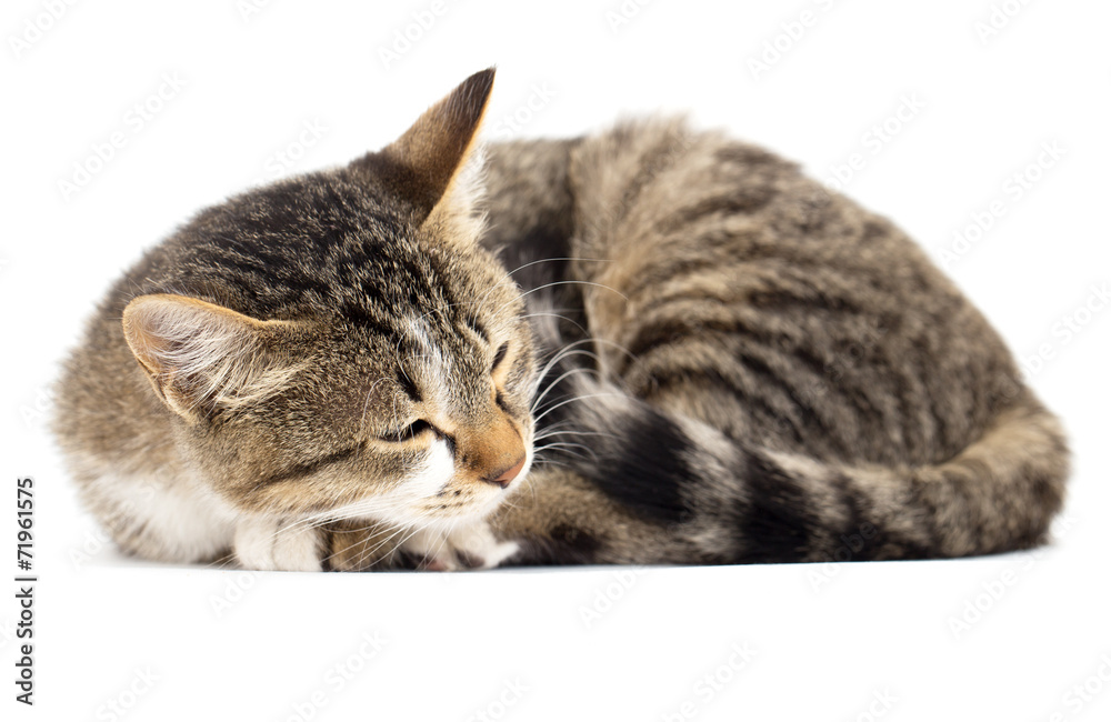 Fototapeta premium cat sleeps on the white background