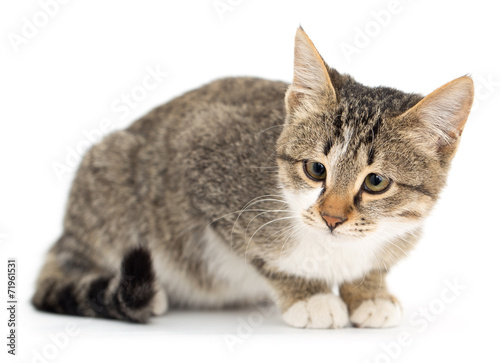 cat on a white background