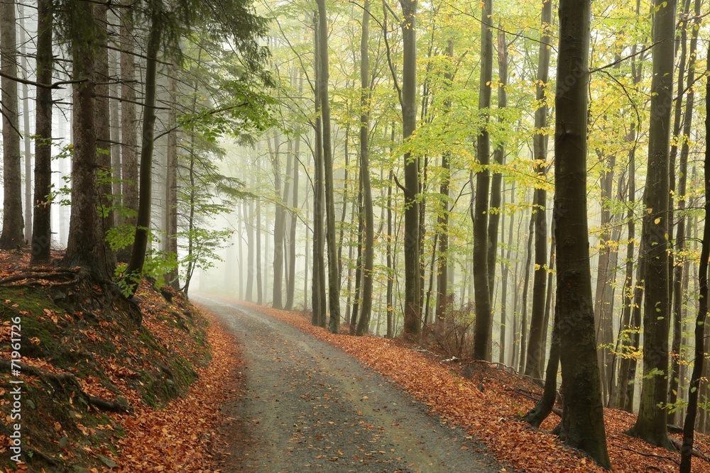 Fototapeta premium Mountain trail through the autumn forest on a misty weather