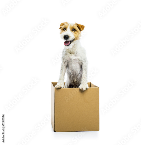 Young dog inside a cardboard box isolated