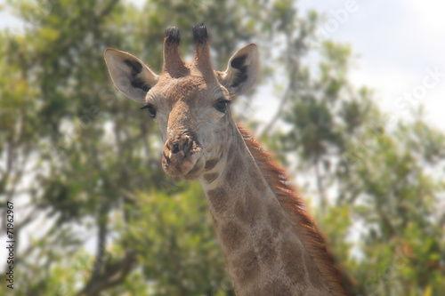 Giraffe © dalequedale