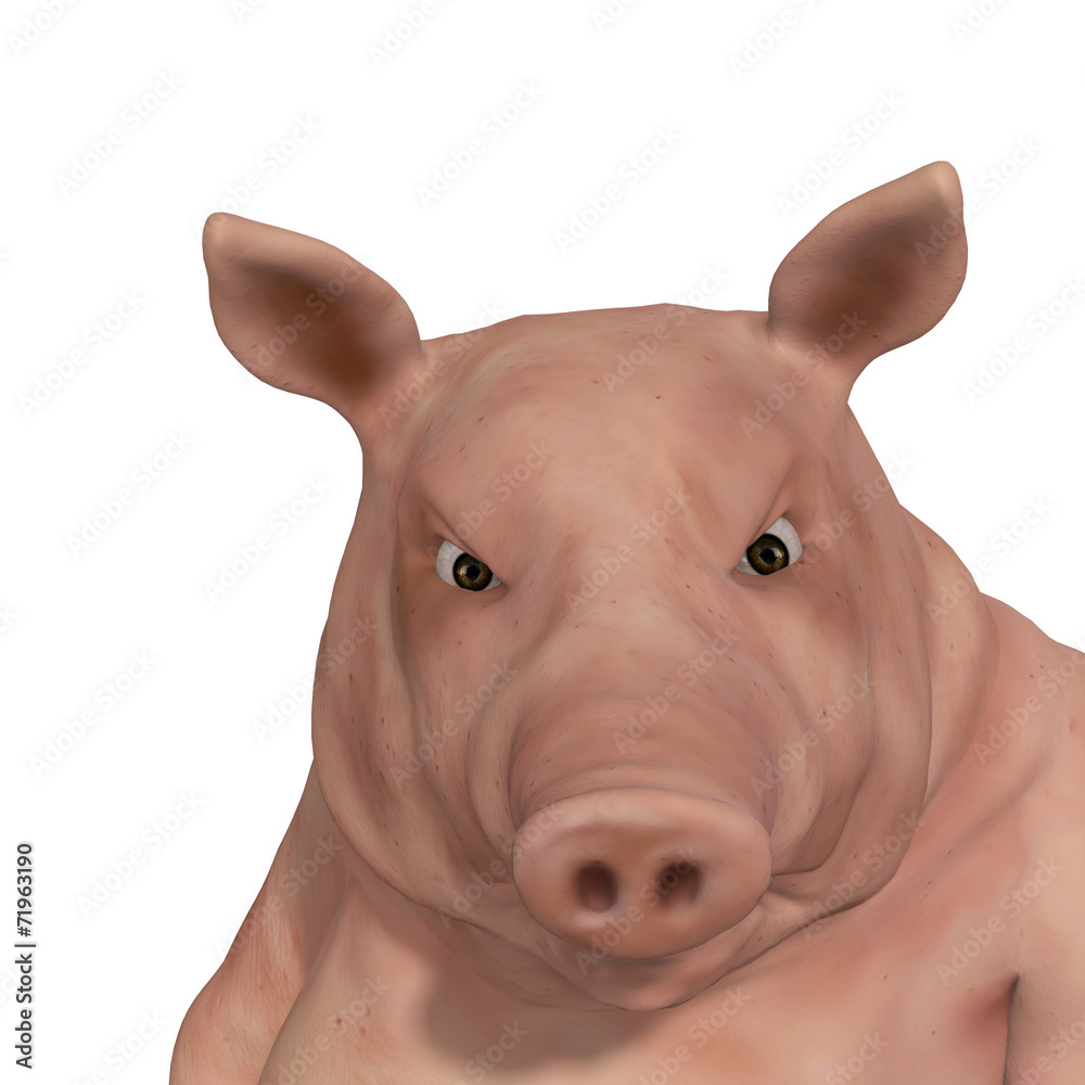 swine