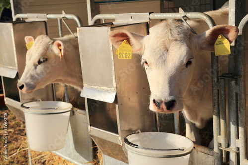 mucche bovini nel box della stalla photo