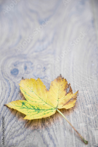 Fotografie Autumn leaf on wooden background