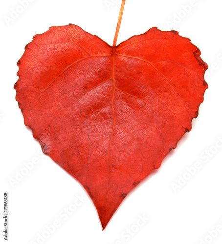 Red leaf heart
