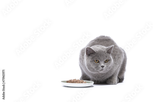 Katze beim Fressen / Nassfutter für Katzen