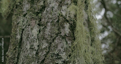 Close up look of the beard lichen attached on the spruce photo