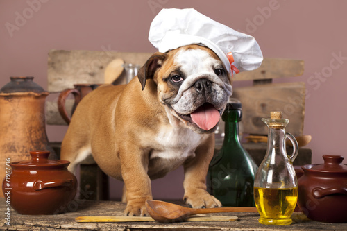 english Bulldog puppy in chef's hat © liliya kulianionak