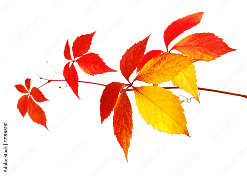 Beautiful autumn tree branch with leaves of wild grapes Beautiful autumn tree branch with leaves of wild grapes