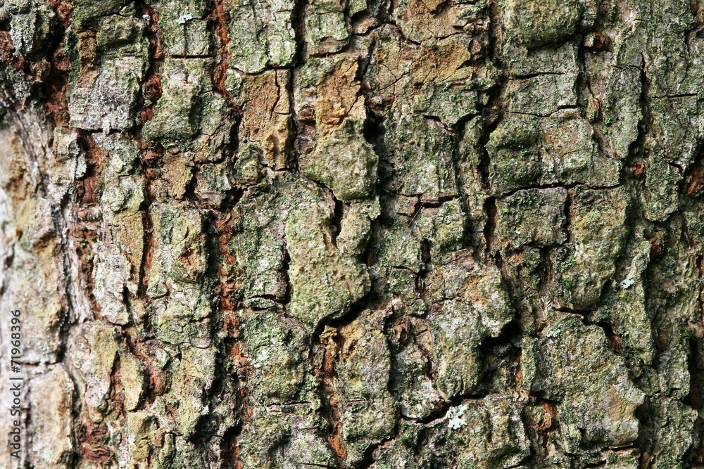Tree bark Tree bark