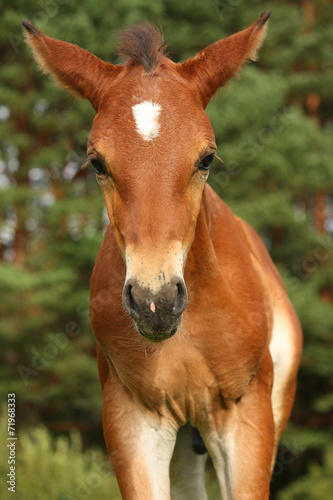 Cute brown foal portrait in summer