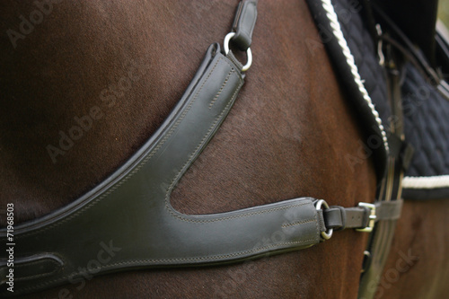 Close up of leather equine breastplate