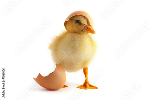 Yellow small duckling