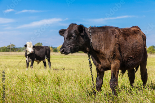 Wallpaper Mural Cow and calf Torontodigital.ca