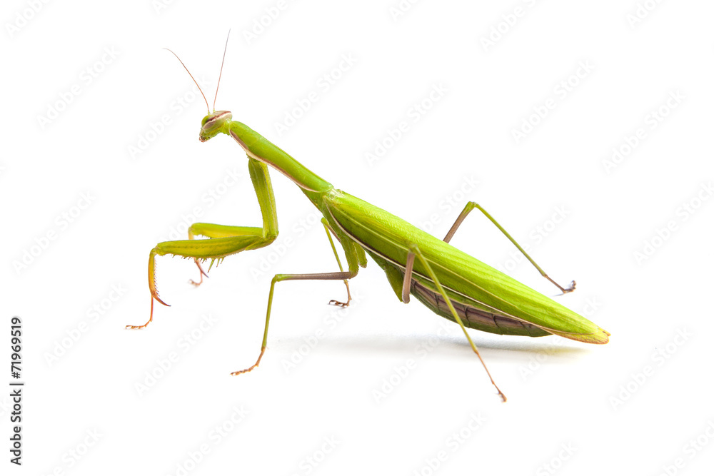 Mantis isolated on a white background