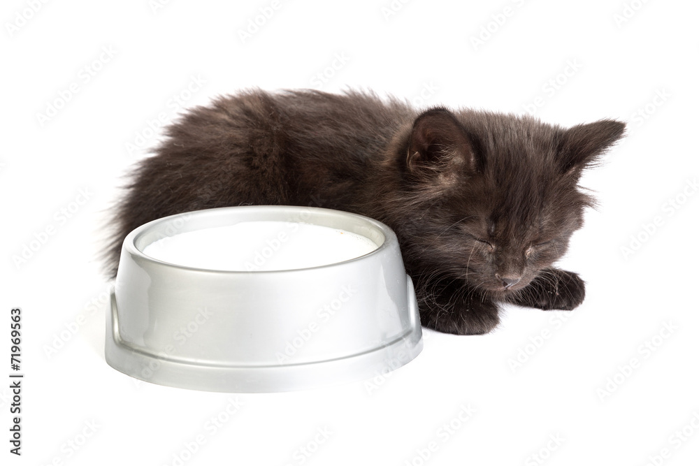 Black kitten drinks milk, on a white background