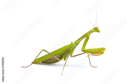 Mantis isolated on a white background