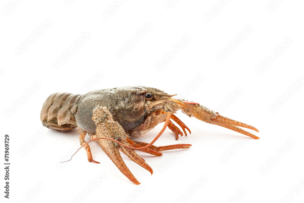 River raw crayfish River raw crayfish