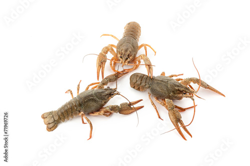 River raw crayfishes