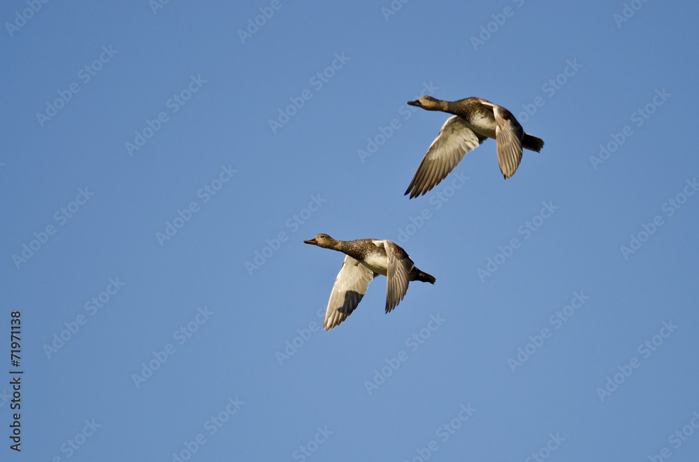 Pair of American Wigeons Flying in a Blue Sky Pair of American Wigeons Flying in a Blue Sky