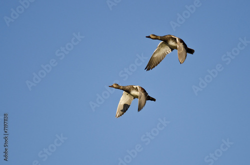 Pair of American Wigeons Flying in a Blue Sky