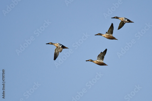Four Northern Shovelers Flying in a Blue Sky © rck