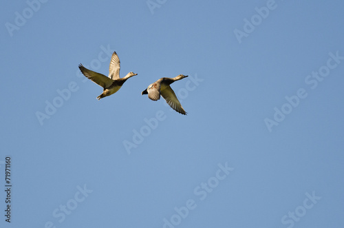 Pair of American Wigeons Flying in a Blue Sky