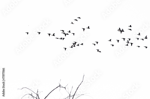 Flock of Ducks Silhouetted Against a White Background