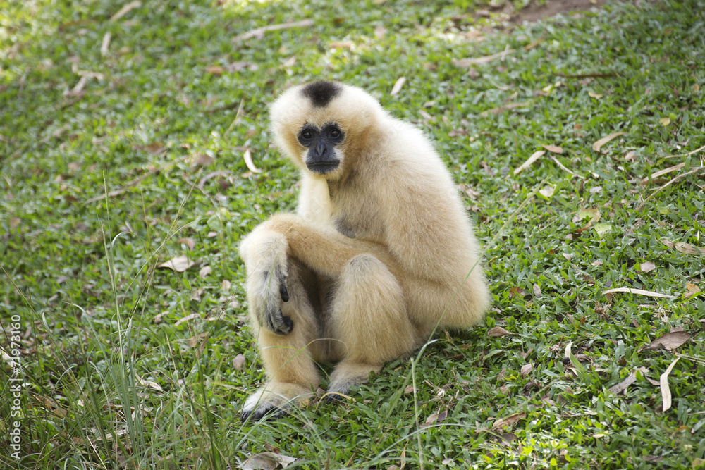 Gibbon on green grass Gibbon on green grass