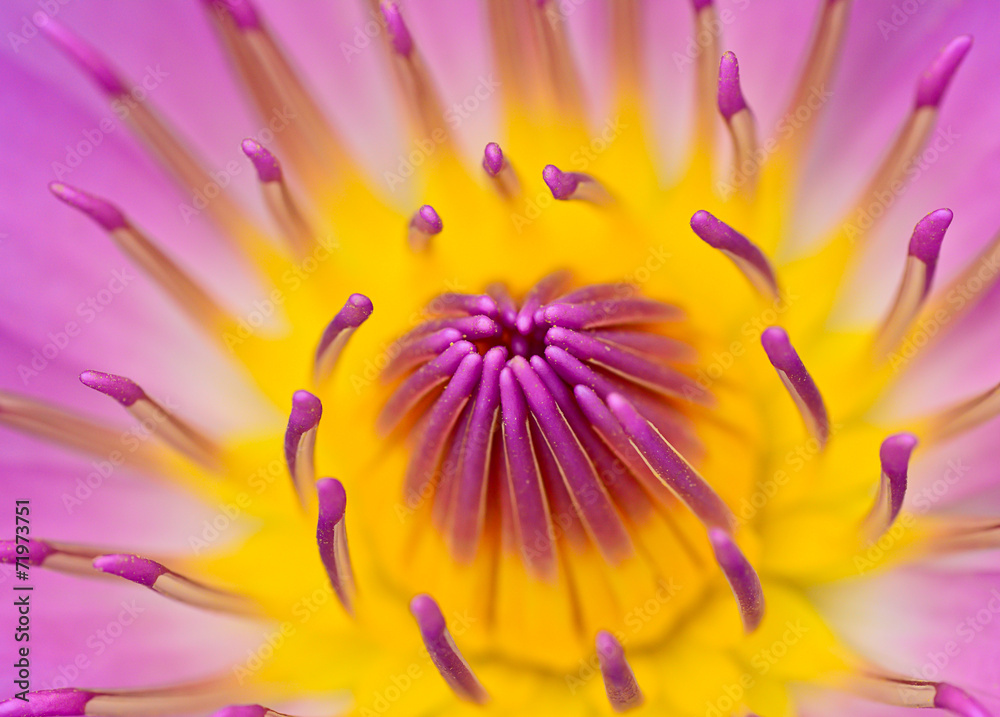 Obraz premium pink yellow water lily for abstract background