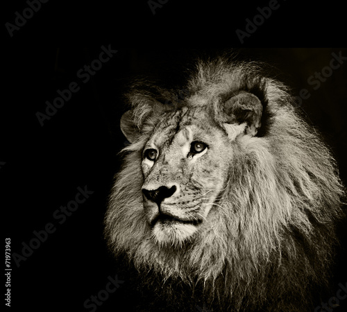 Fototapeta Naklejka Na Ścianę i Meble -  strong lion