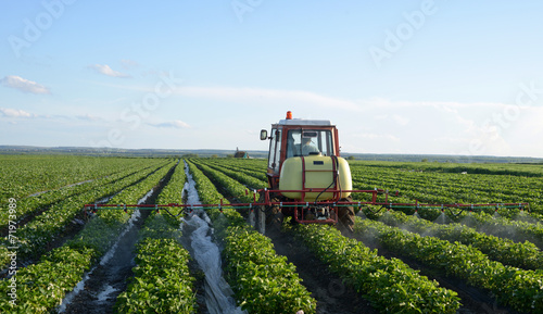 Tractor spraying strawberries
