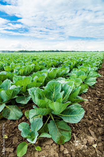 Cabbage field © Sergii Figurnyi