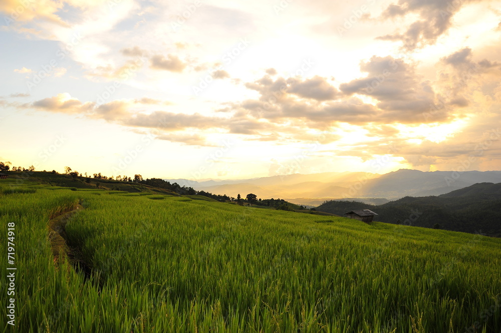 Rice Terraced Fields at Sunset