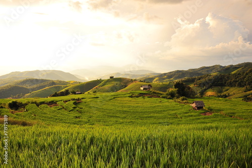 Rice Fields Landscape at Sunset