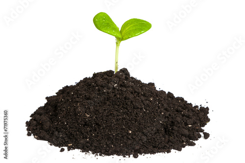 Heap dirt with a green plant sprout isolated