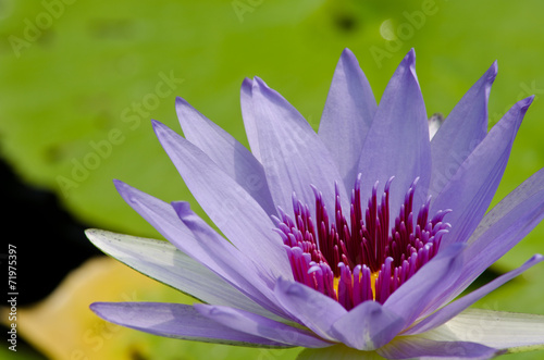 beautiful lotus in pond photo