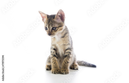 Photography Cute tabby kitten isolated